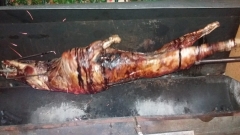 Wildschwein 1