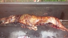 Wildschwein 2